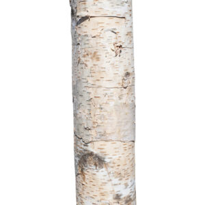 White Birch Wood Arch